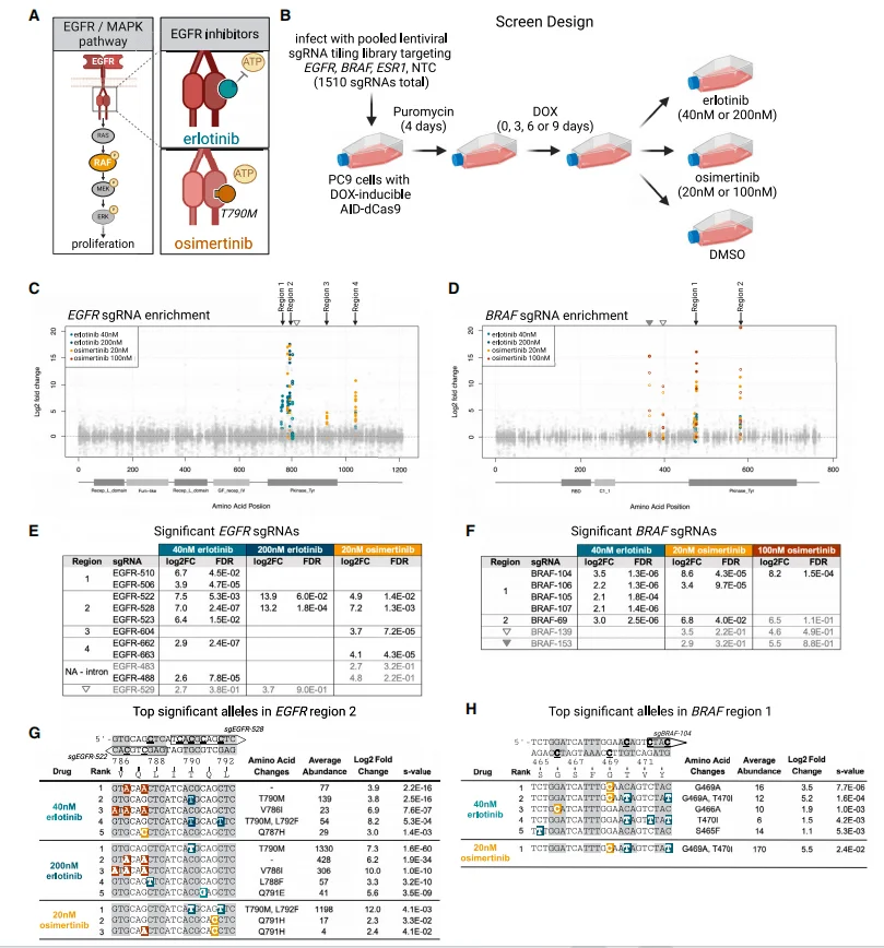 coupled with tiled sgRNAs
