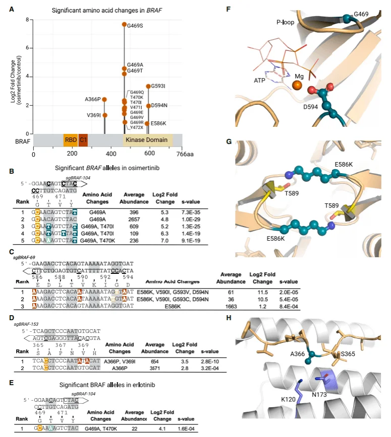 BRAF variants enriched post-EGFR inhibition