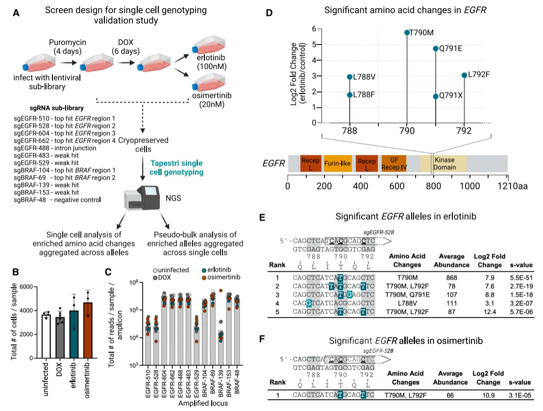 EGFR mutations conferring resistance