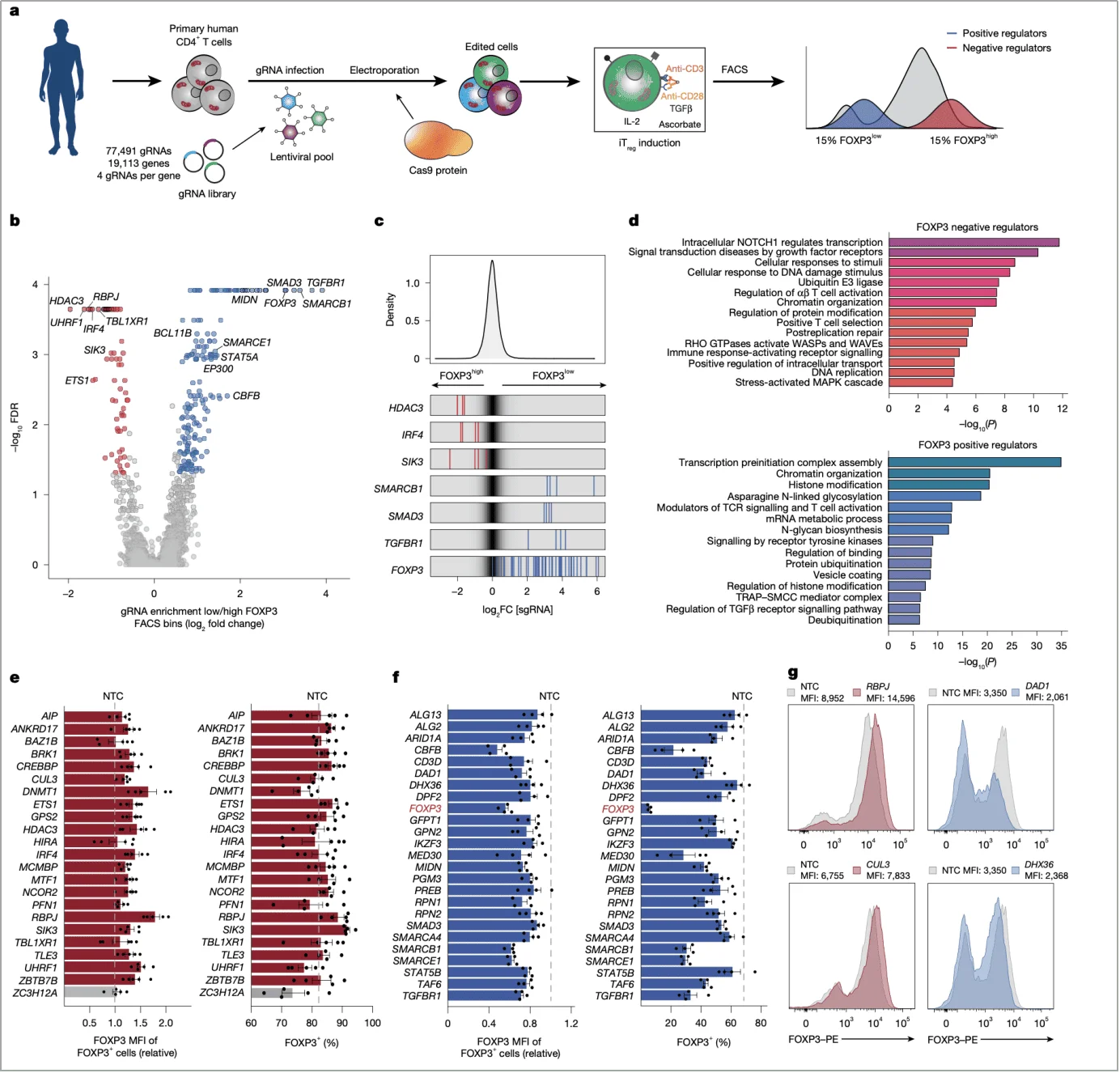 novel regulators of FOXP3 induction