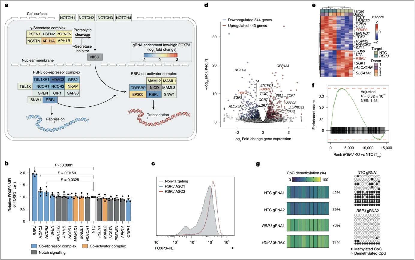 RBPJ knockout improves FOXP3 expression