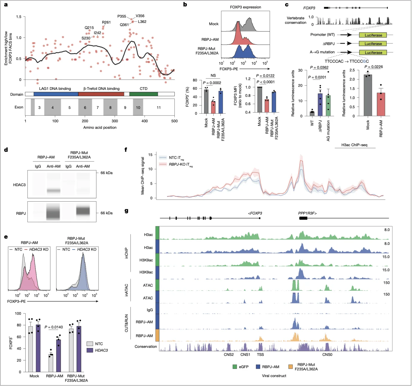 RBPJ–NCOR–HDAC3 complex directly represses FOXP3 
