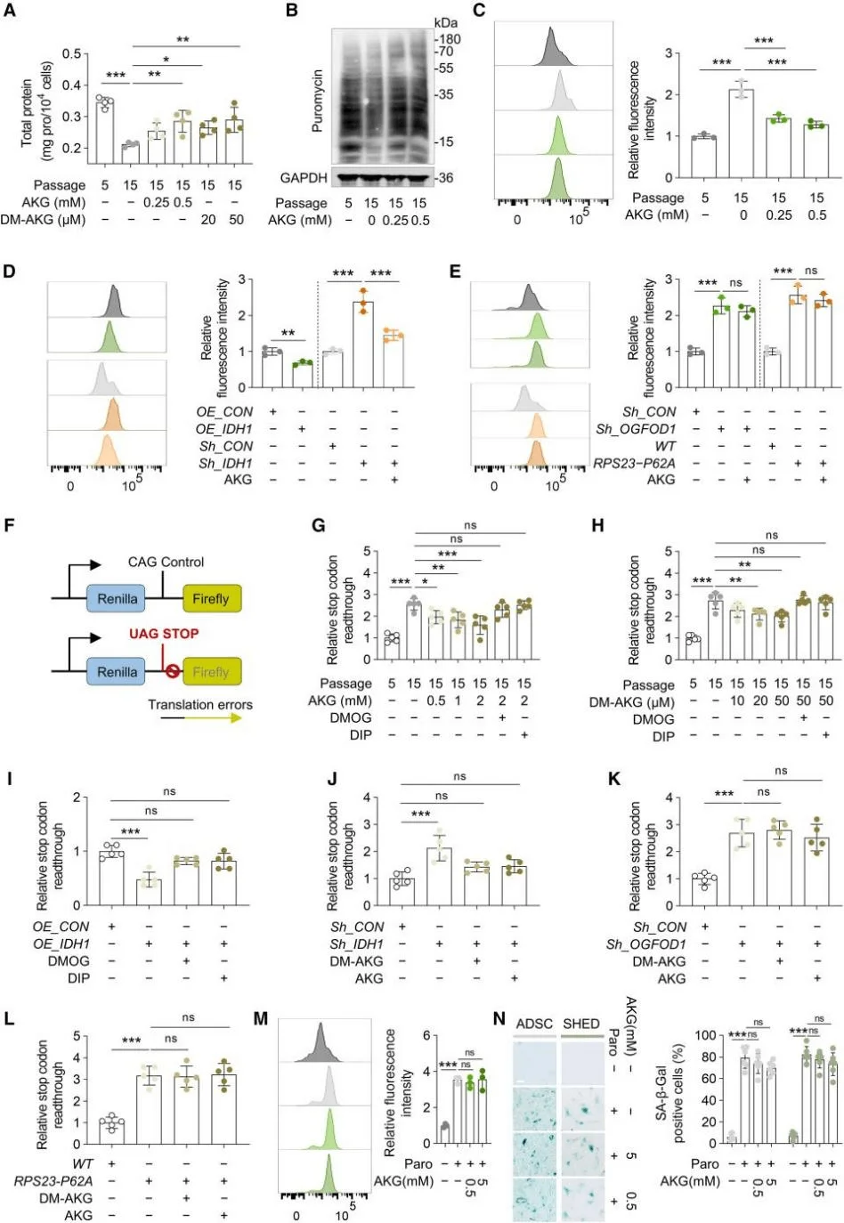 AKG enhances translational fidelity in MSCs