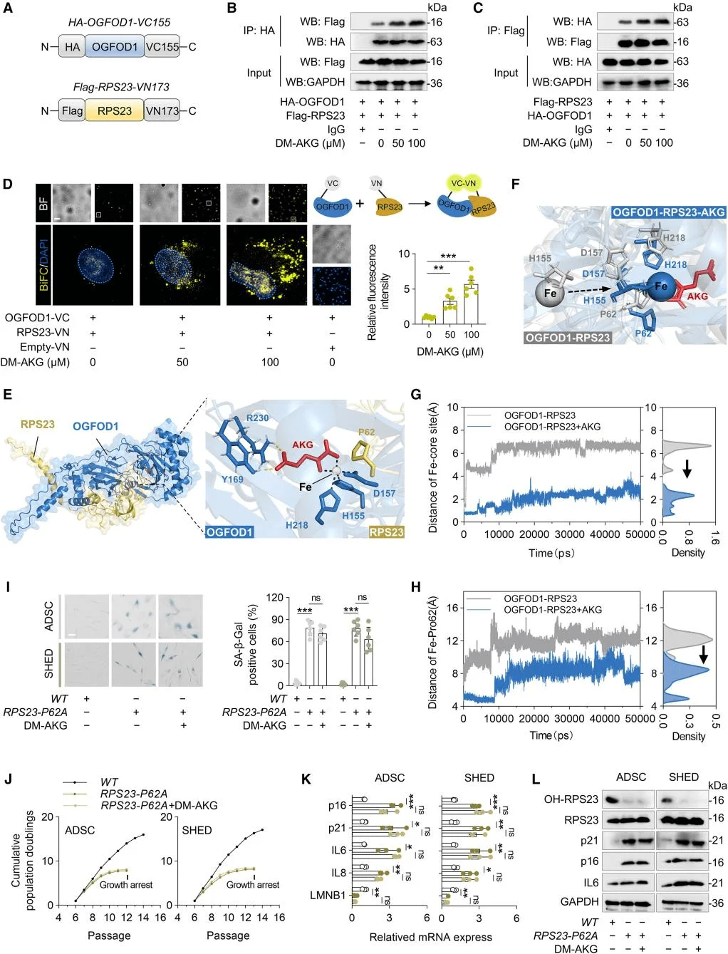 AKG promotes the formation