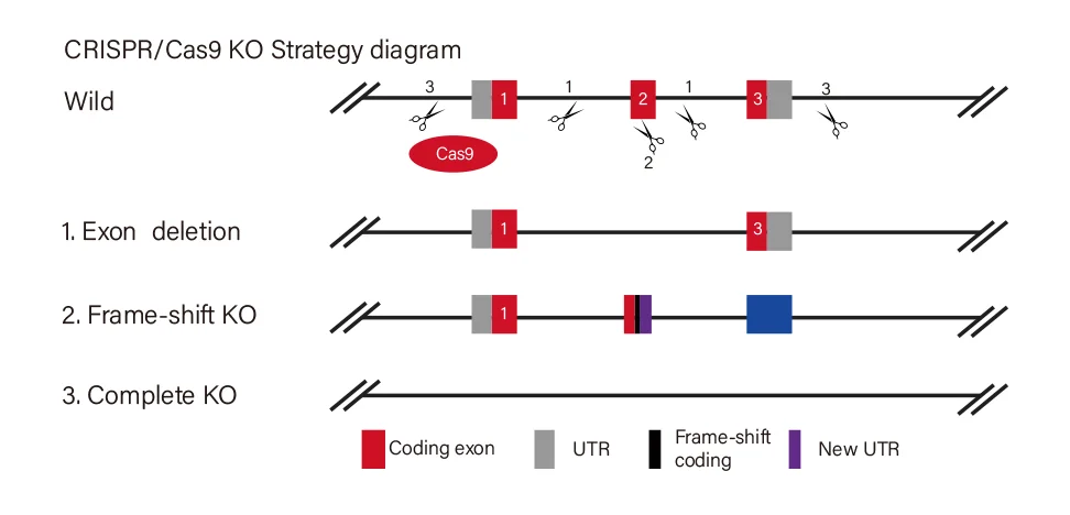 CRISPR knockout Strategies
