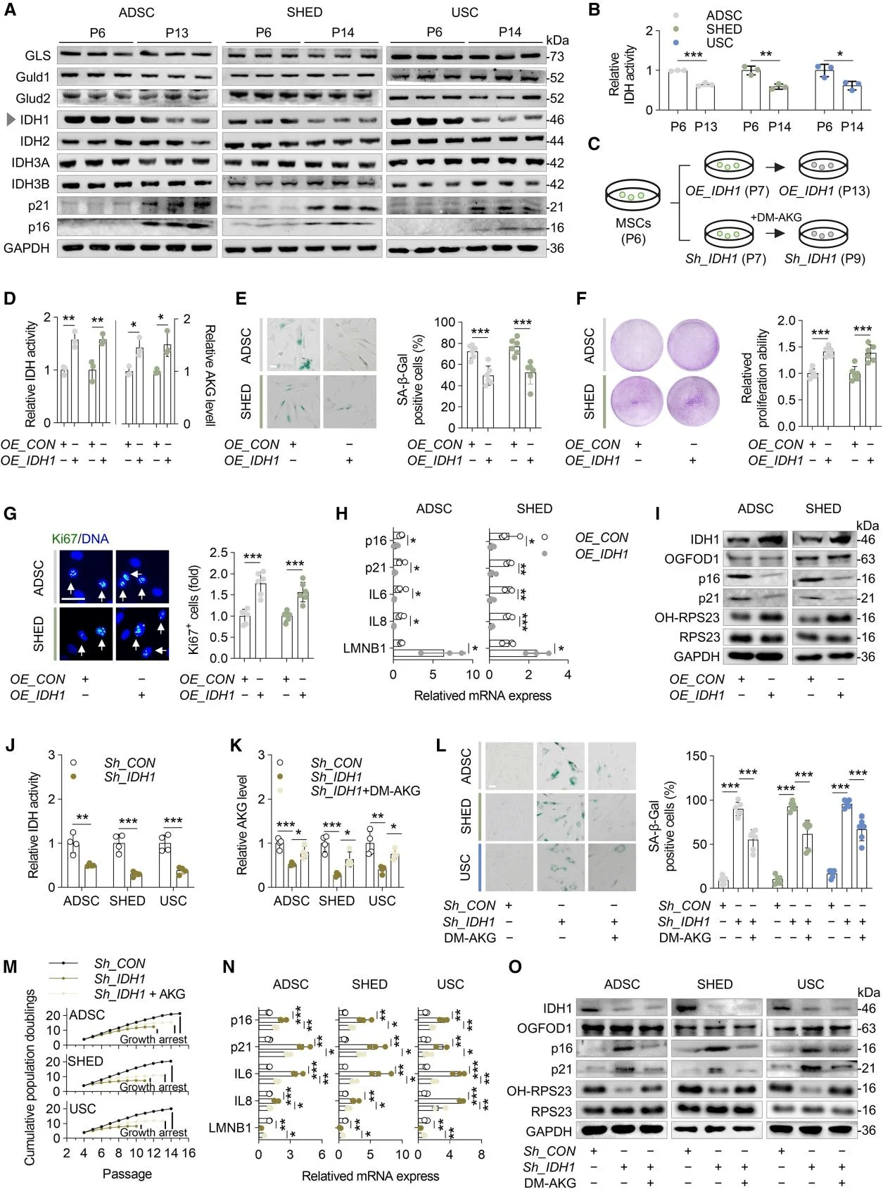 IDH1 regulates AKG synthesis