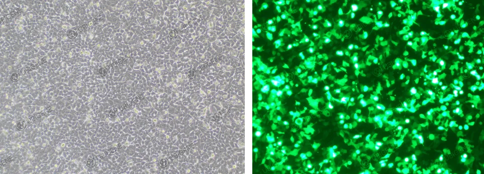 cell electroporation transfection method