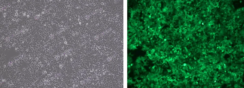 cell lentivirus infection method