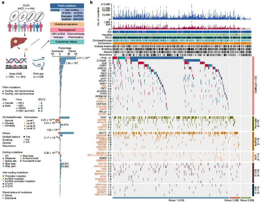 Deep whole-genome analysis of 494 hepatocellular carcinomas