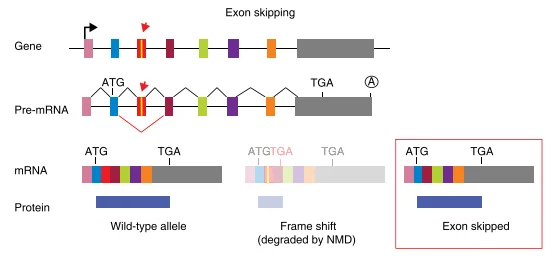Mechanism of exon skipping
