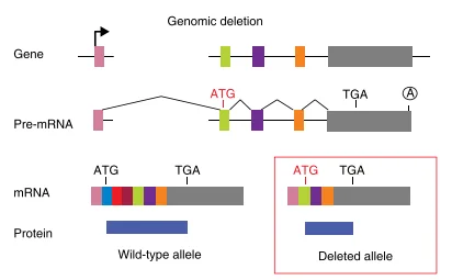  Mechanism of Translation reinitiation