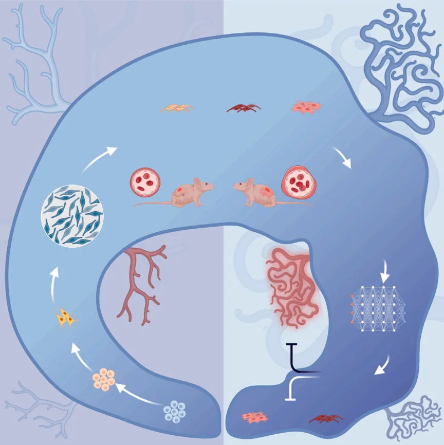 Venous malformations (VMs)