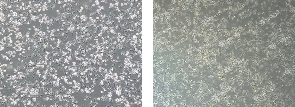 abnormal morphology mc38 cell