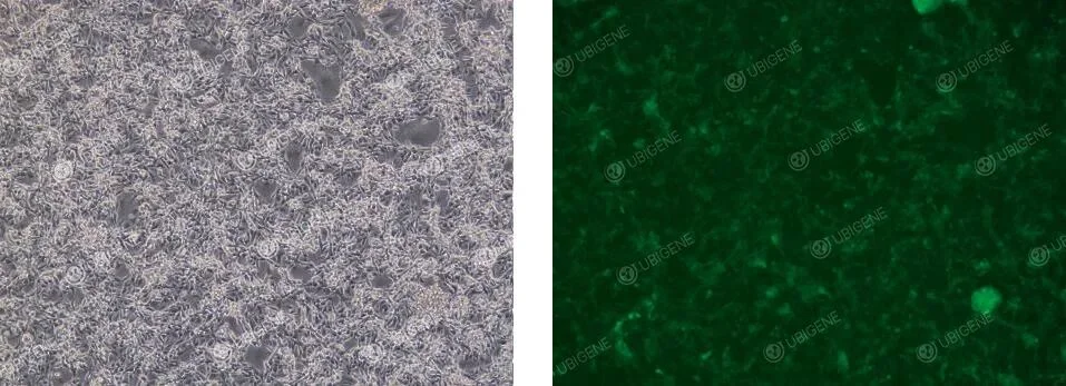 Cell Images of Cells Following Lentiviral Transduction