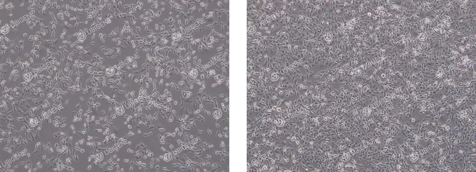 normal morphology mc38 cell