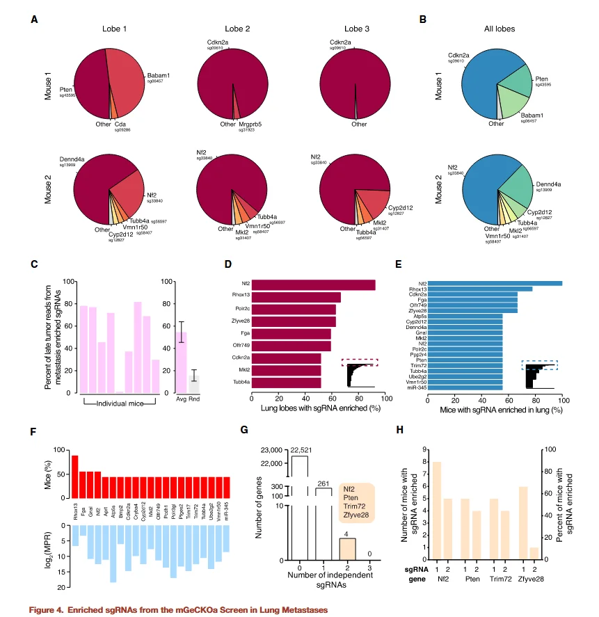 enriched sgrnas from the mgeckoa screen in lung metastases