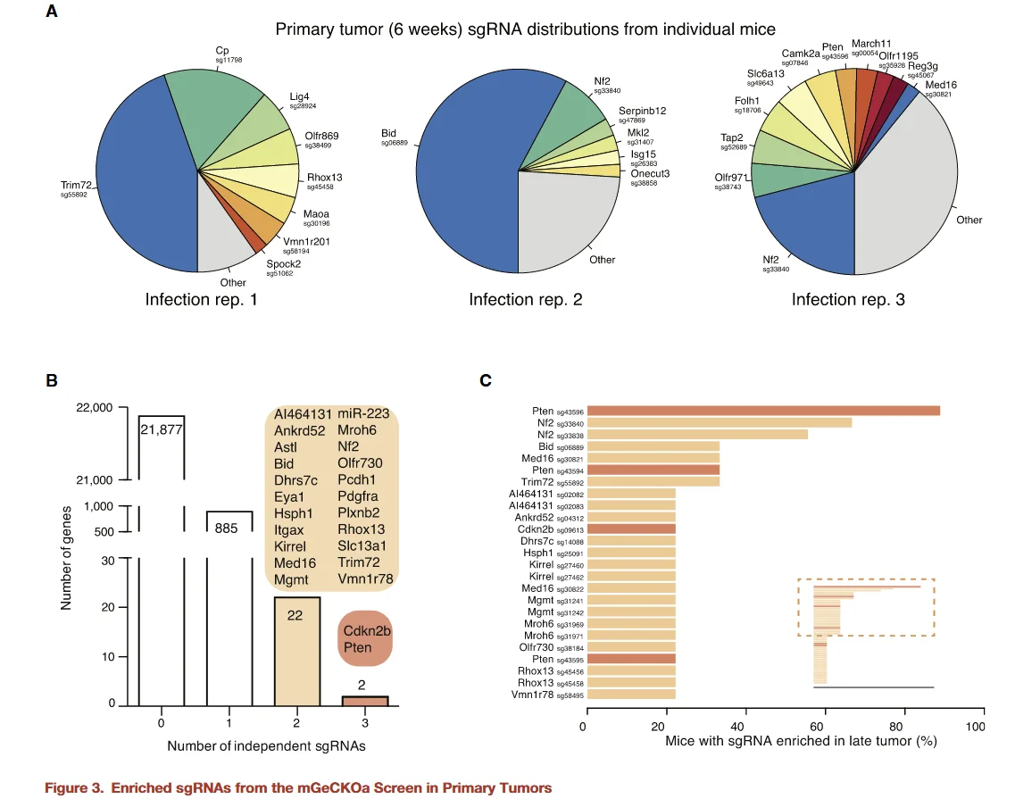 enriched sgrnas from the mgeckoa screen in primary tumors