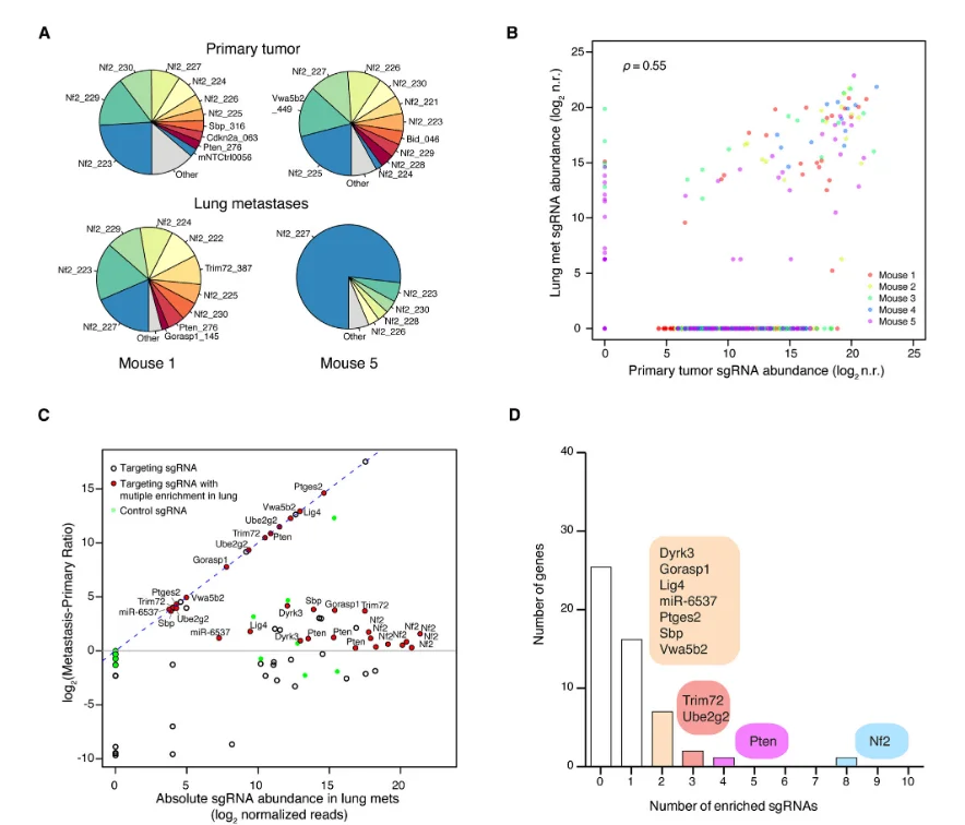 enriched sgrnas from the validation minipool screen in primary tumors and lung metastases