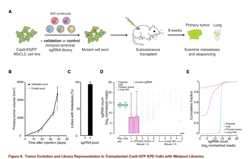 tumor evolution and library representation in transplanted cas9 gfp kpd cells with minipool libraries
