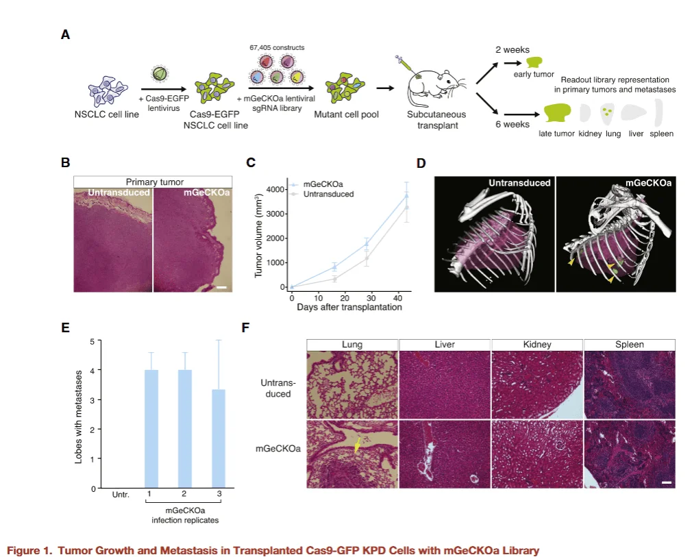 tumor growth and metastasis in transplanted cas9 gfp kpd cells with mgeckoa library