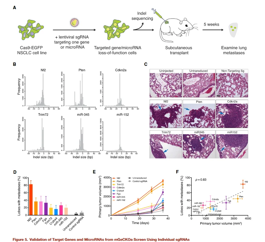 validation of target genes and micrornas from mgeckoa screen using individual sgrnas