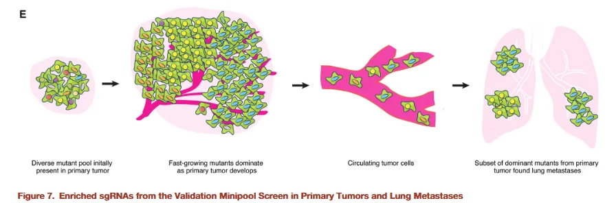 enriched sgrnas from the validation minipool screen in primary tumors and lung metastases 2