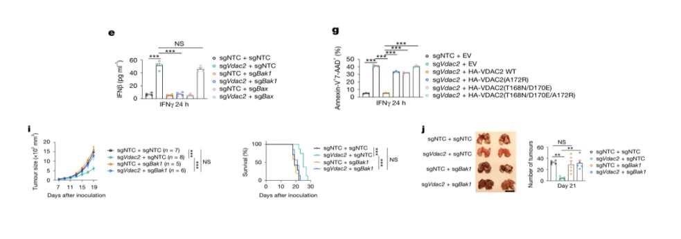 BAK Knockout Inhibits IFN-γ–Mediated Tumor Cell Death