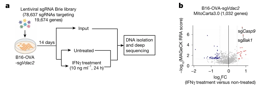 CRISPR Screening Identifies IFN-γ–Dependent Tumor Cell Death Regulators