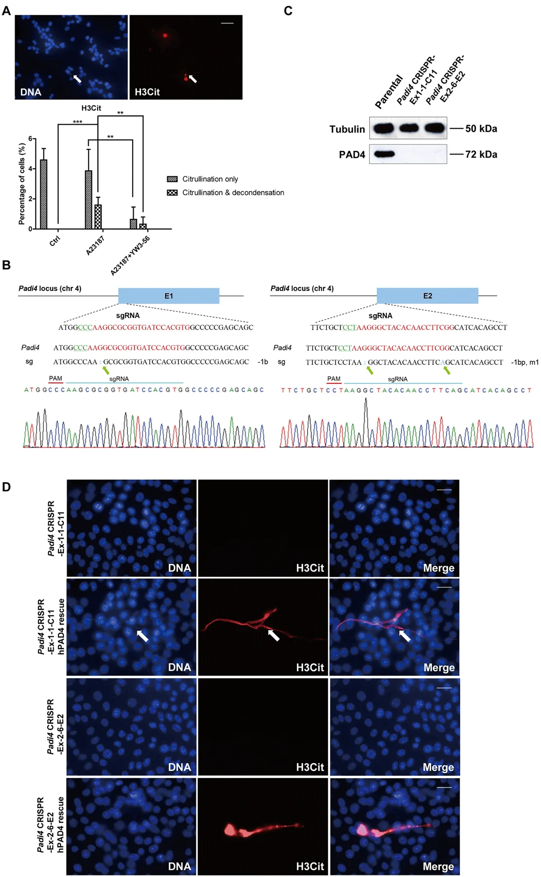 Formation of CECN is dependent on PAD4.