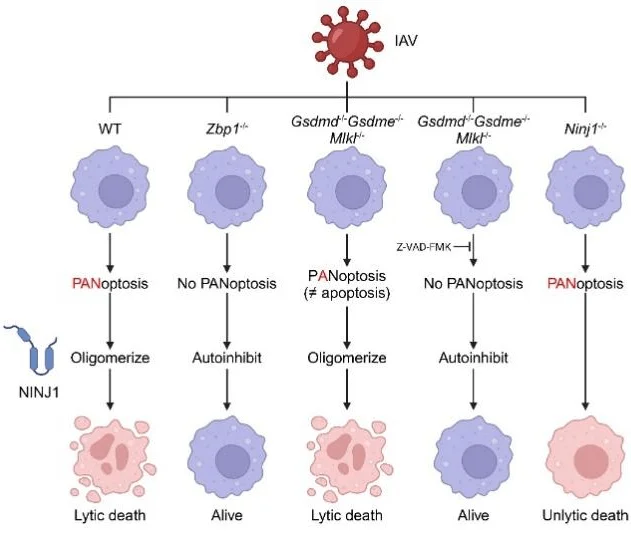 NINJ1 activation depends on ZBP1 and can be triggered by any PANoptosis pathway