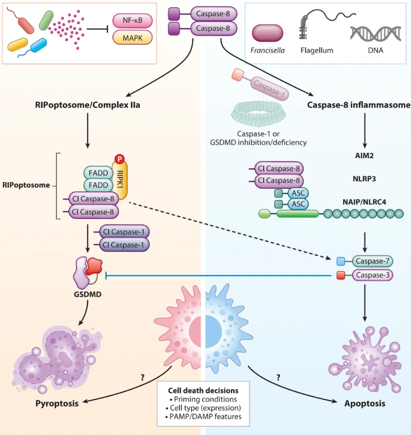 Key Differences Between Pyroptosis and ApoptosisbAdapted from Annu. Rev. Microbiol. 2023, 77:451 477.