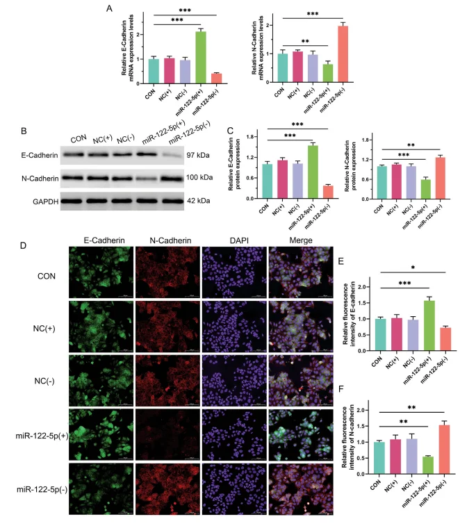 mir 122 5p regulates emt marker expression