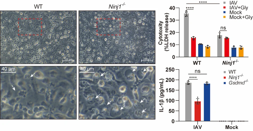 NINJ1 oligomerization is synchronized with PANoptosis and mediates cell lysis