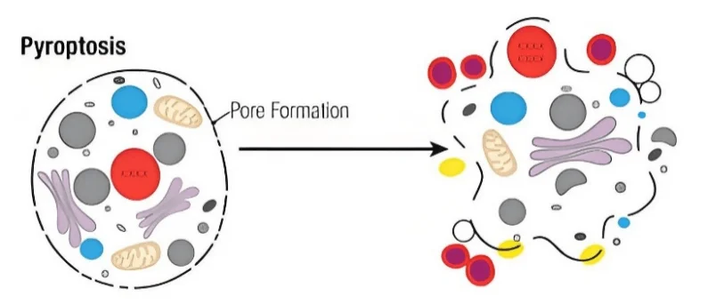 Pyroptosis in Cells