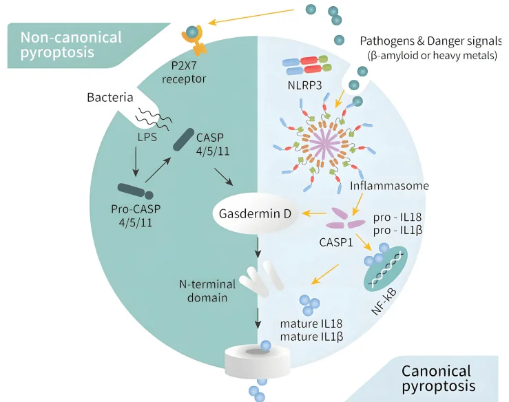 Two Core Pathways of Pyroptosis