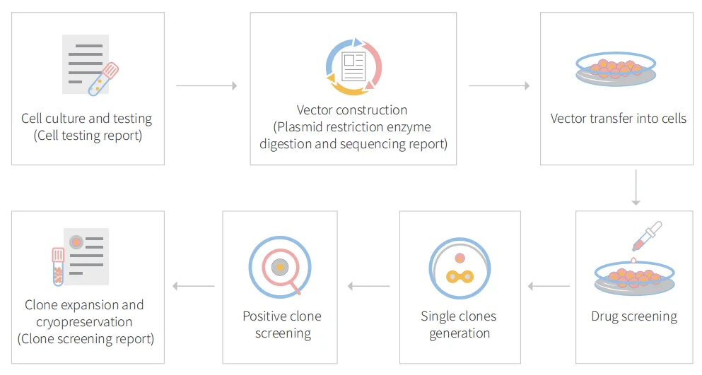 CRISPR-U™ customized workflow for engineered CT26.WT model cells