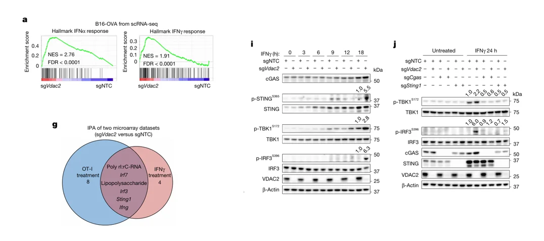 Vdac2 Impairs IFN-γ–Induced STING Signaling