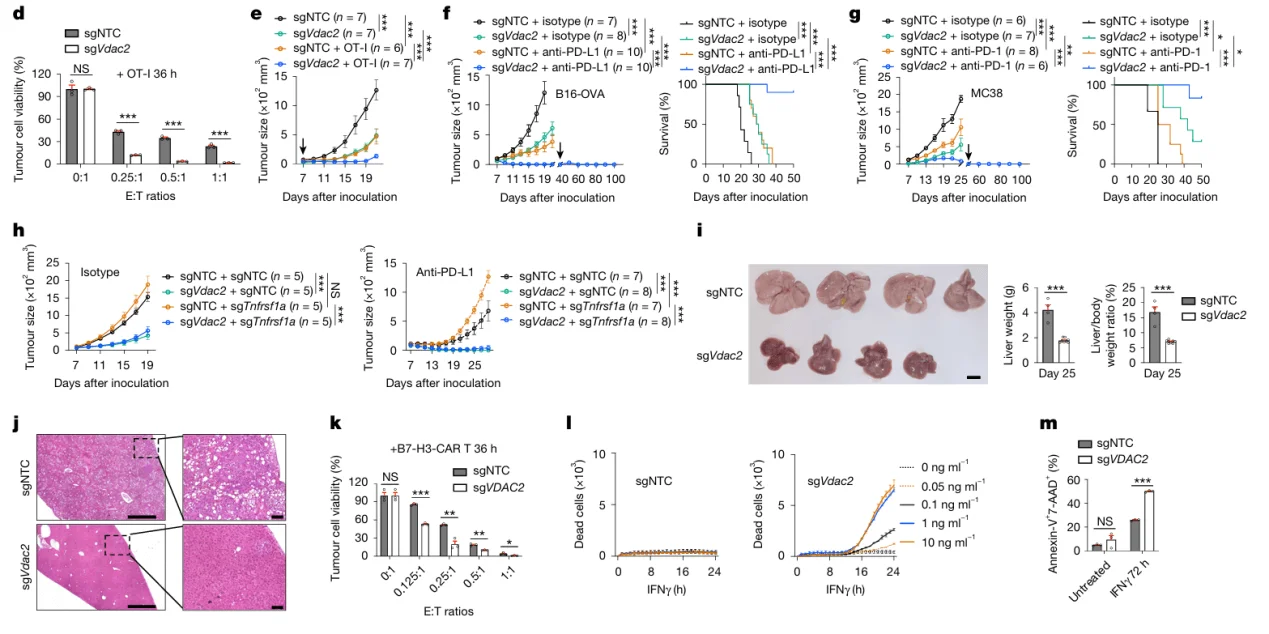 Validation of Vdac2 Knockout in Tumor Immune Evasion