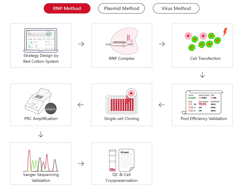 Stable Knockout Cell Lines Construction Workflow Using CRISPR/Cas9.