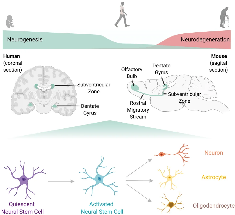 Brain regions and the activation and differentiation of neural stem cells