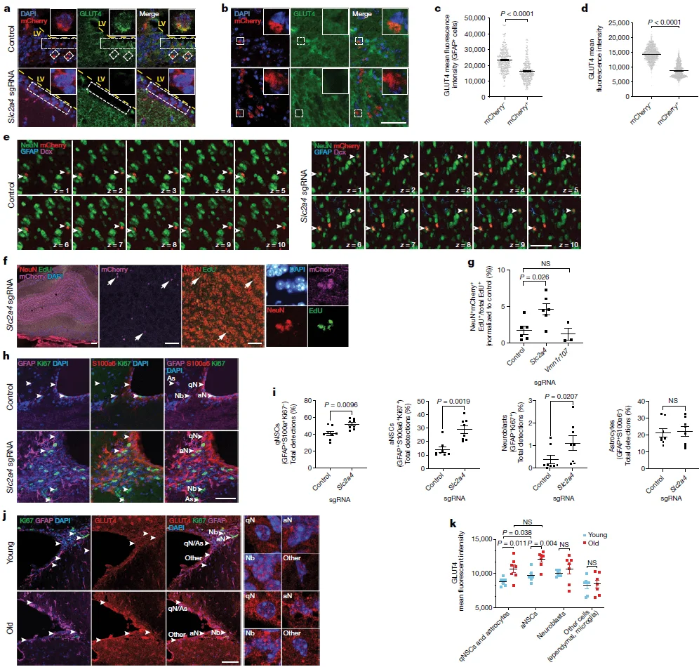 Functional validation of Slc2a4 gene knockout
