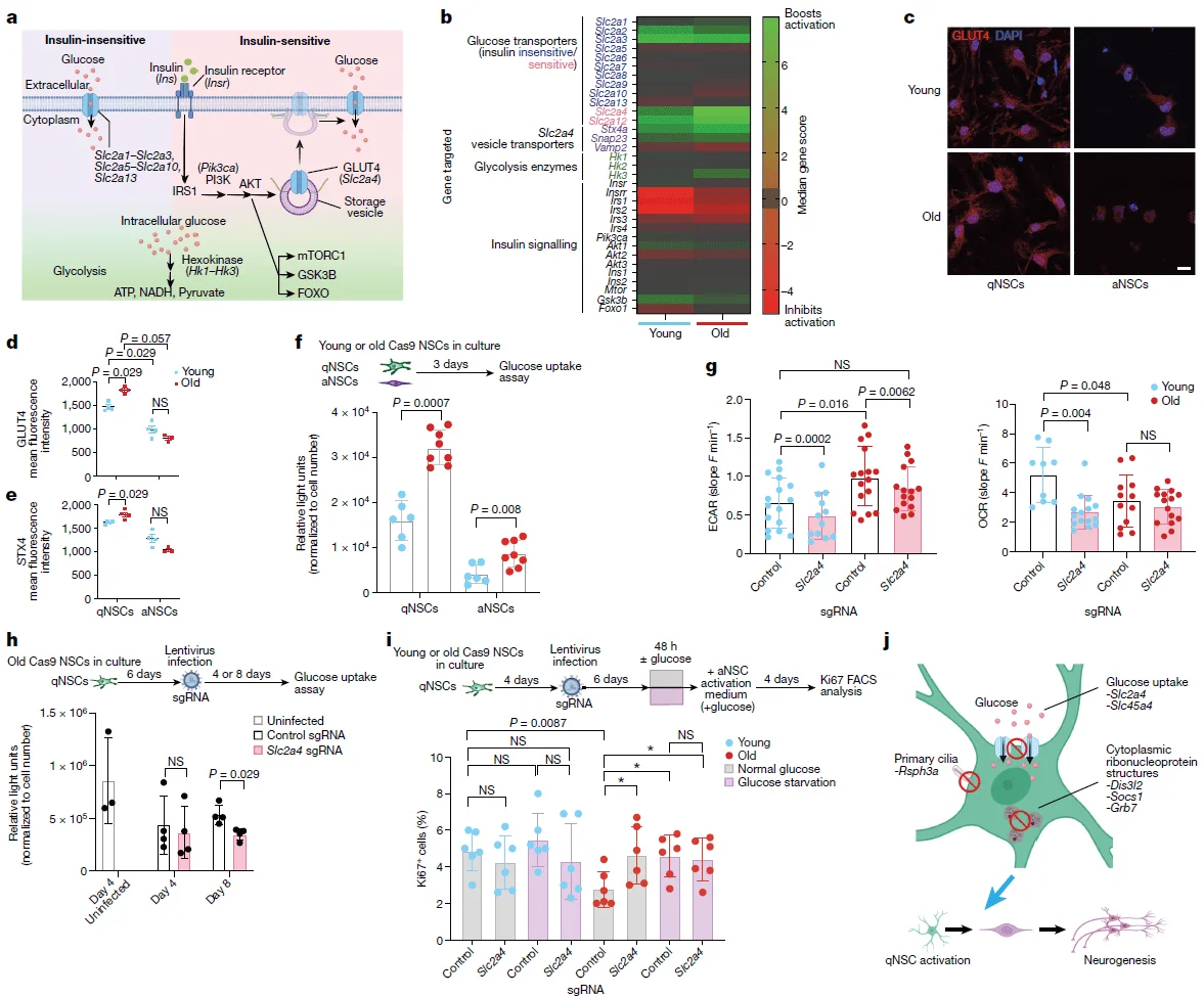Effects of glucose uptake on the function of aged neural stem cells (NSCs)
