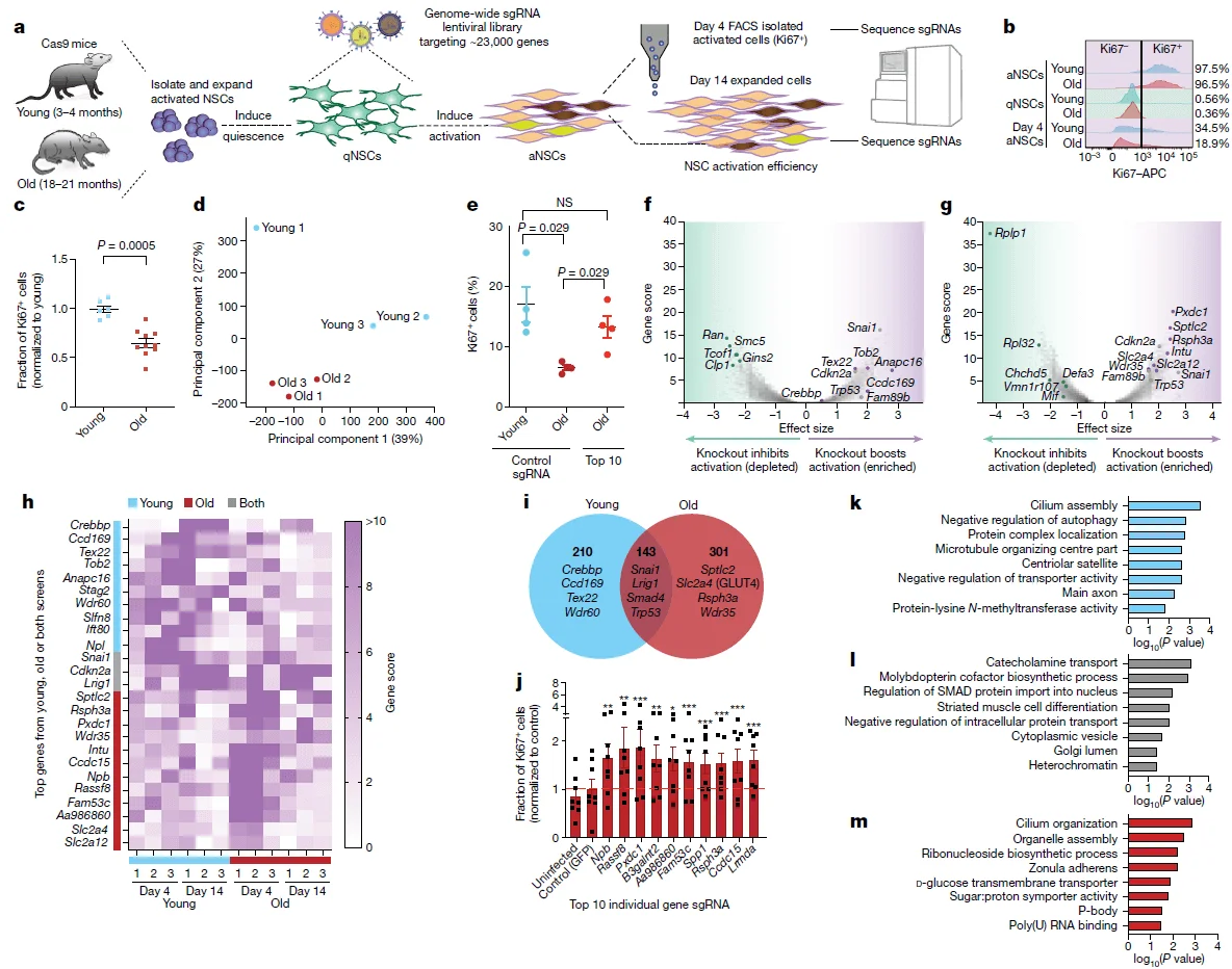 In vitro CRISPR Cas9 screening for regulators of aged neural stem cell (NSC) function