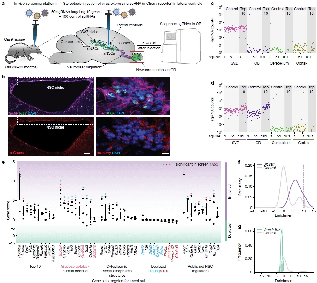 In vivo CRISPR Cas9 screening in the aged mouse brain