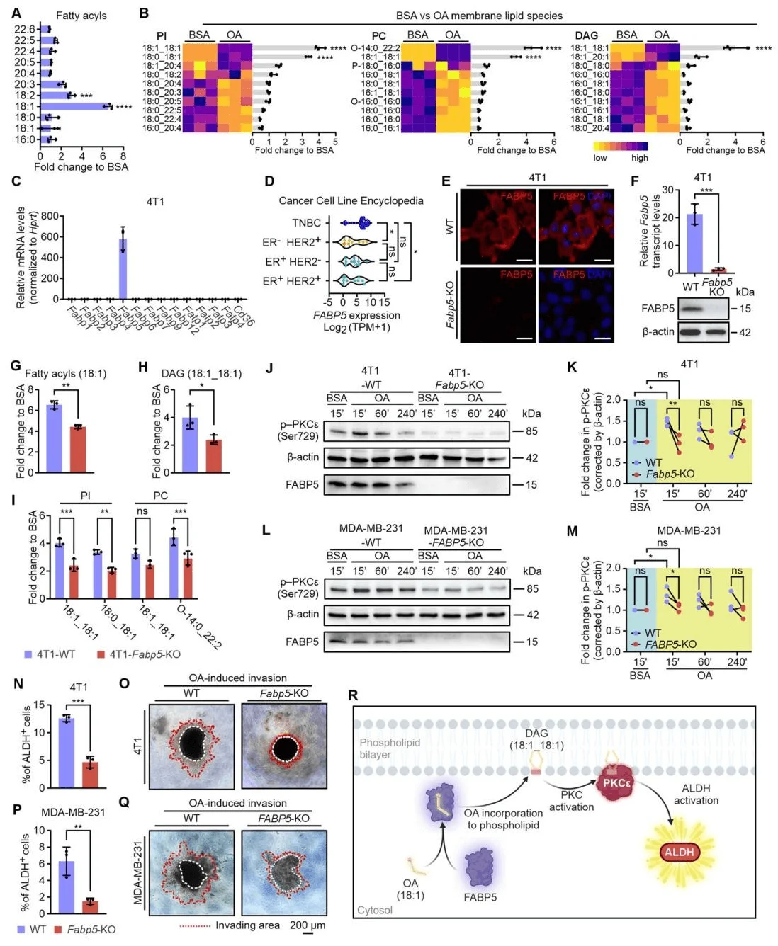 FABP5 mediates oleic acid–induced activation of the PKC–ALDH signaling pathway in TNBC cells
