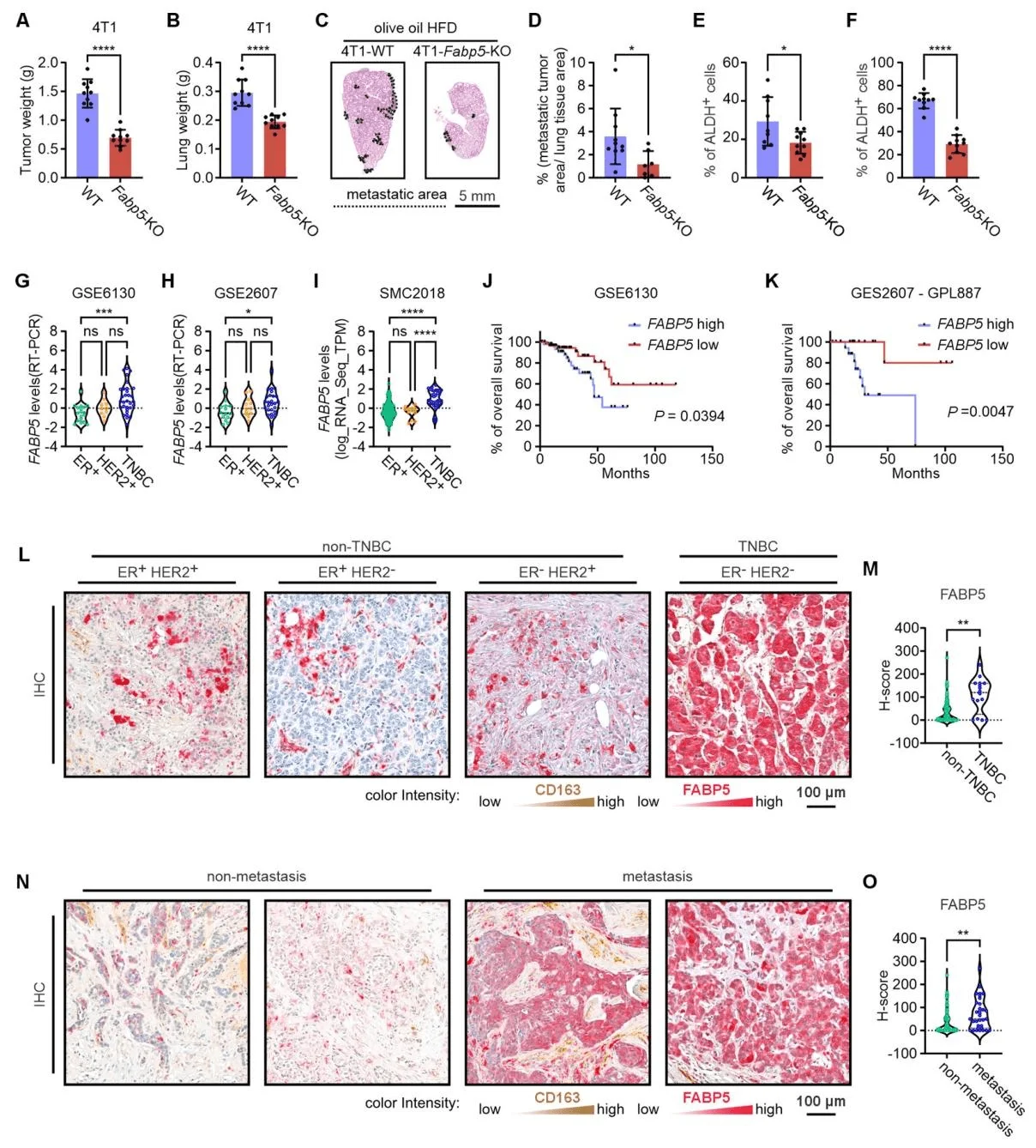 FABP5 promotes TNBC progression in mouse models and correlates with poor prognosis in human patients