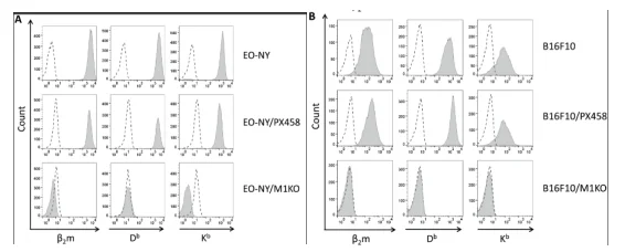 Stable β2m-KO B16 F10 clones phenotype of different tumor entities