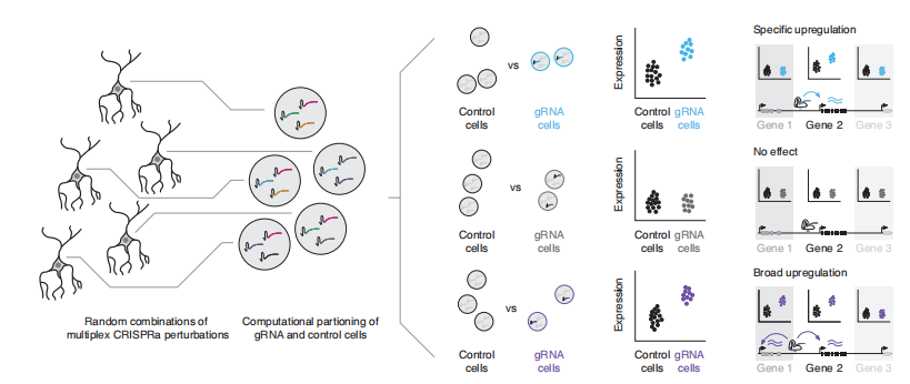 Figure 1. Schematic Overview of the Multiplexed Single-Cell CRISPRa Screening Strategy