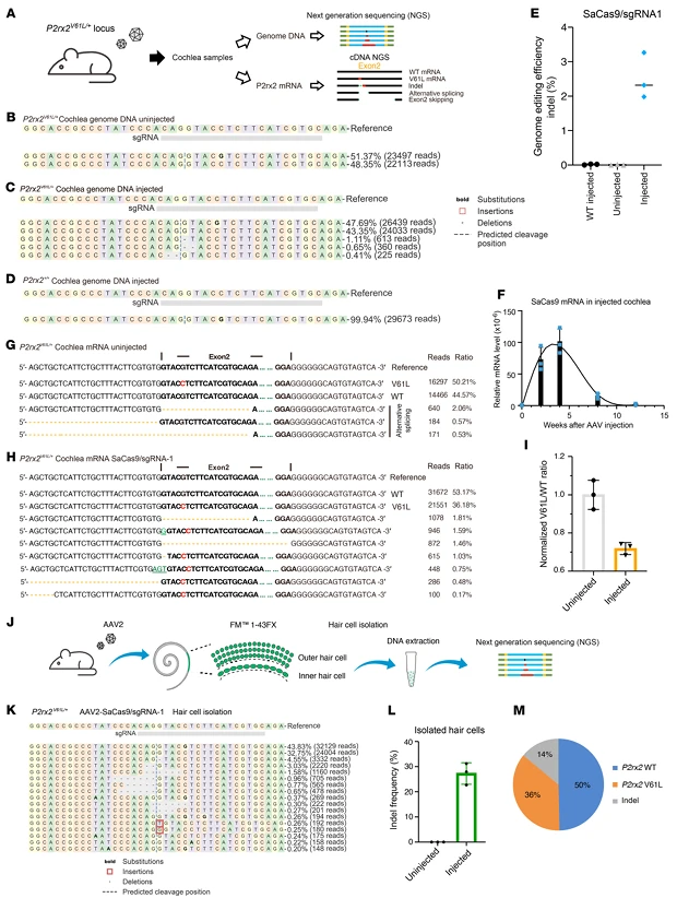 Figure 2. AAV2-Mediated Genome Editing of the P2rx2^V61L Locus in the Cochlea of Adult P2rx2^V61L/+ Mice