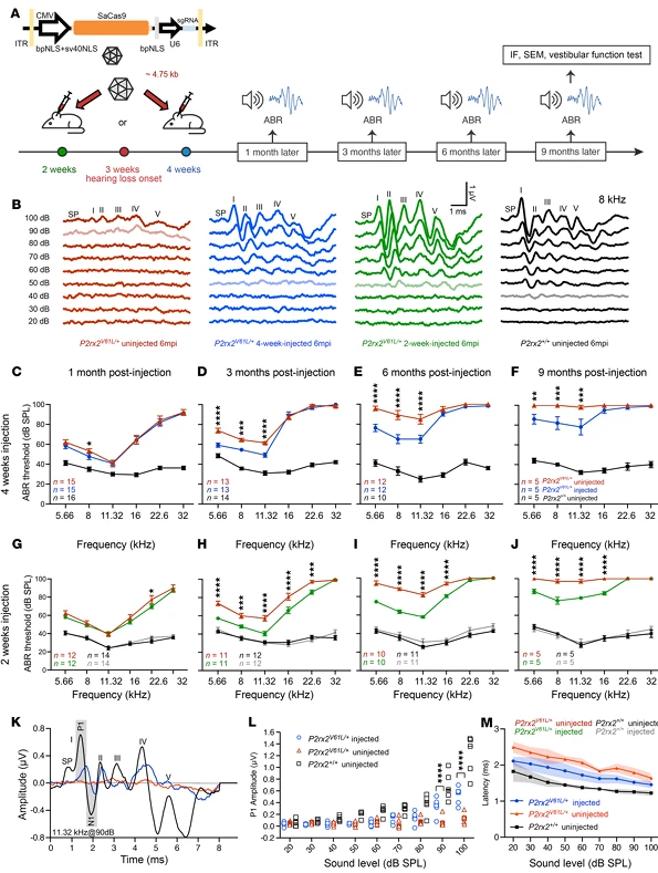 Figure 5. AAV2-SaCas9-sgRNA1 Injection in Juvenile and Adult Mice Sustains Auditory Function in the DFNA41 Mouse Model (P2rx2^V61L/+)